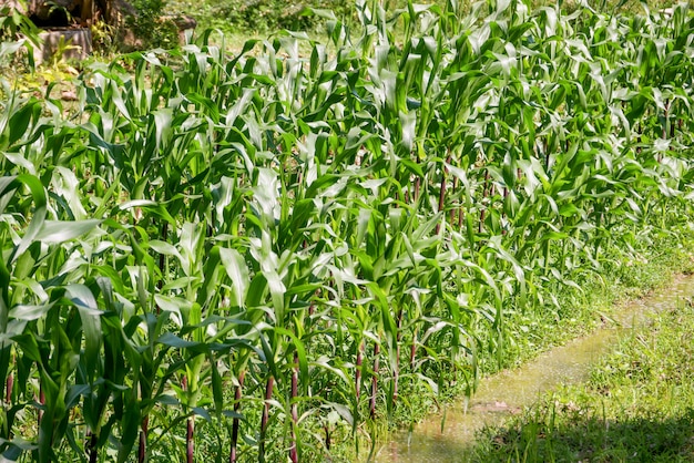 Groen gebied van maïs opgroeien in boerderij