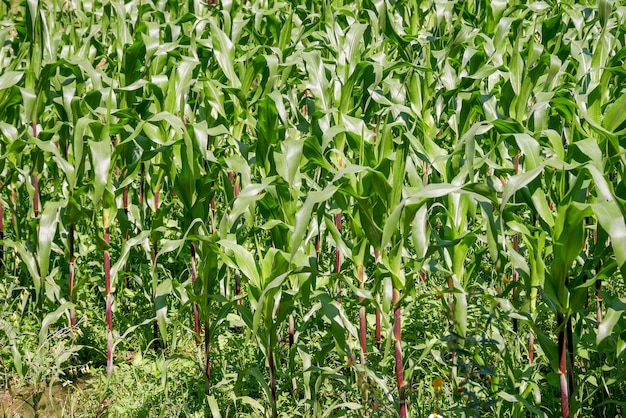 Groen gebied van maïs opgroeien in boerderij