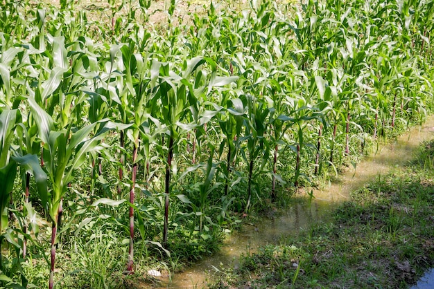 Groen gebied van maïs opgroeien in boerderij