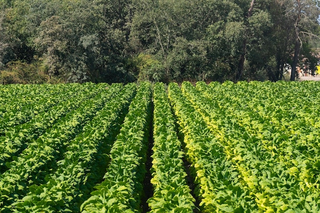 Groen gebied van tabaksplanten met dichte bomen op de achtergrond