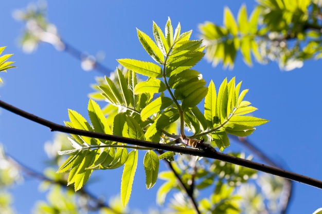 Groen gebladerte close-up