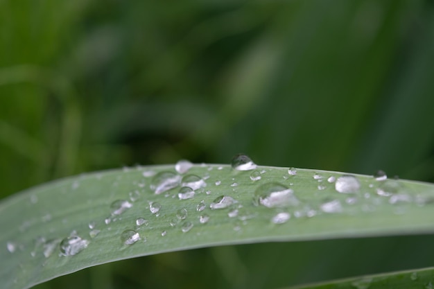 Groen gebladerte in de weide na de regen.