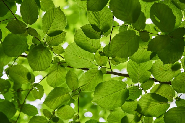 Groen gebladerte van bomen close-up Natuurlijke achtergrond