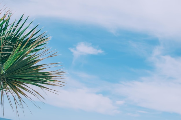 Foto groen gebladerte van hoge palmbomen op de achtergrond van de lucht livistona rotundifolia of waaierpalm plaats voor tekst