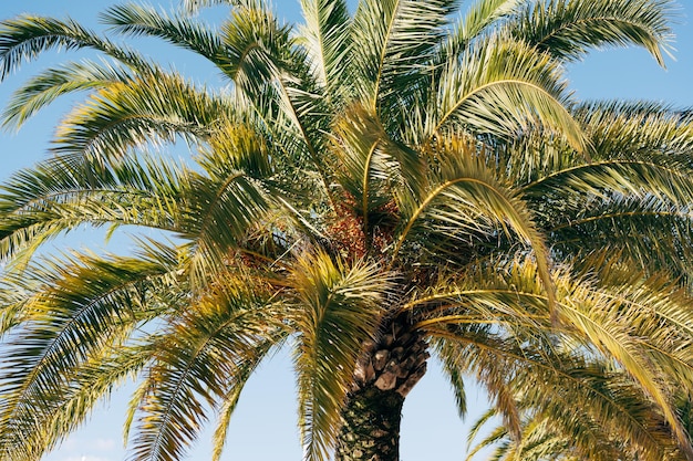 Groen gebladerte van palmkroon tegen blauwe lucht