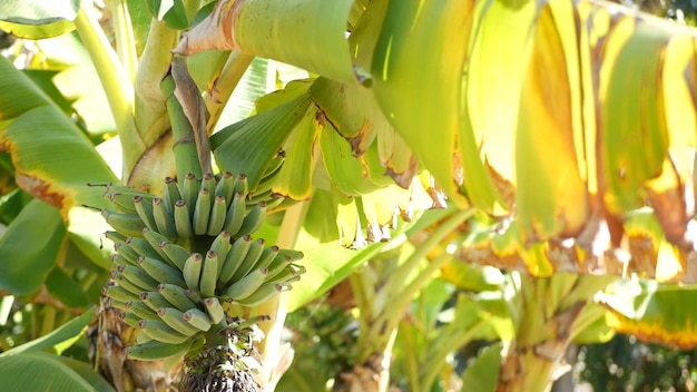 Groen geel bananenboom fruit bos. Exotische tropische zonnige zomerse sfeer. Verse sappige bladeren in zonlicht. Zonovergoten Amazone jungle regenwoud of agrarische boerderij plantage. Zonneschijn en gebladerte.