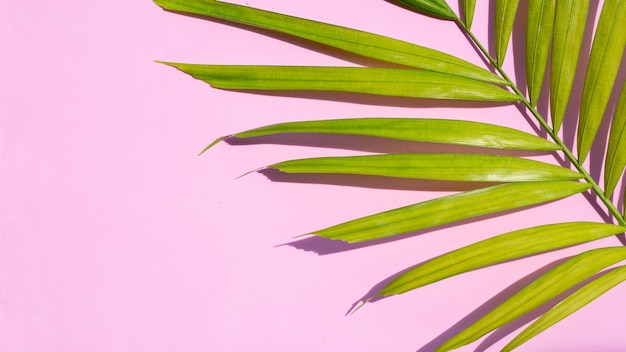 Groen geel tropische palmbladeren op roze oppervlak