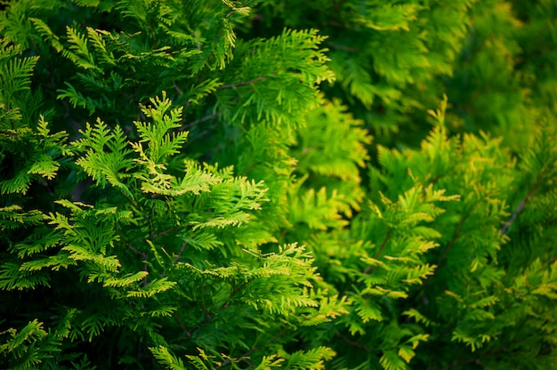 Groen-gele achtergrond met takken van thuja