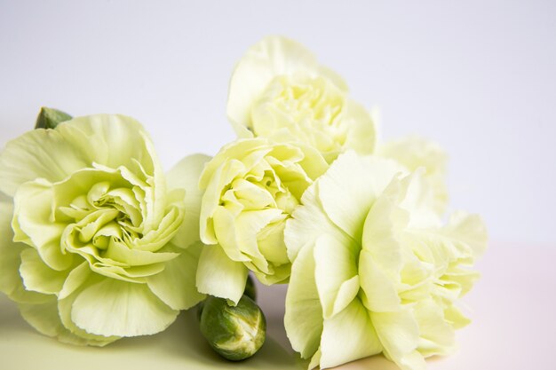 Groen gele anjers bloemen op een witte lila achtergrond. Plaats voor de tekst. Moederdag. Wenskaart. Trouwdag. Valentijnsdag.