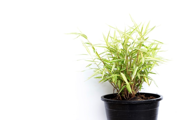 Groen gele plant in pot op witte achtergrond. Bovenaanzicht van Thyrsostachys Siamensis Gamble of Cat bamboo