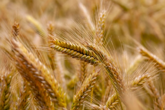 Groen gele tarwe granen voor de oogst