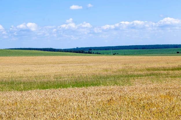 Foto groen gele tarwe granen voor de oogst