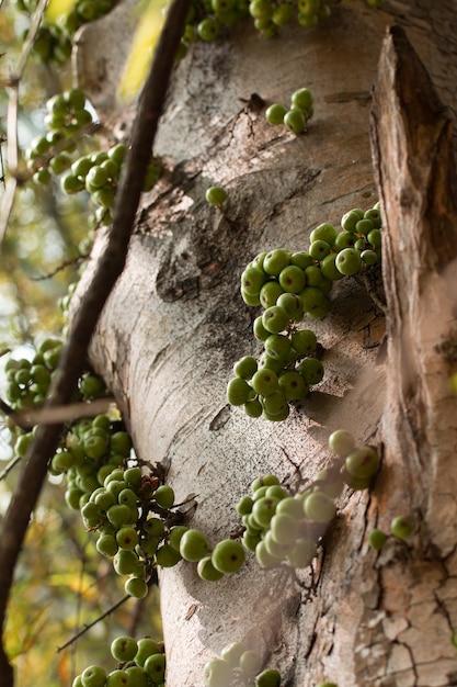 Foto groen gemeenschappelijk fig.fruit op installatie