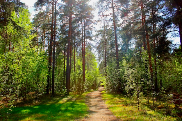 Groen gemengd bos in de zomer