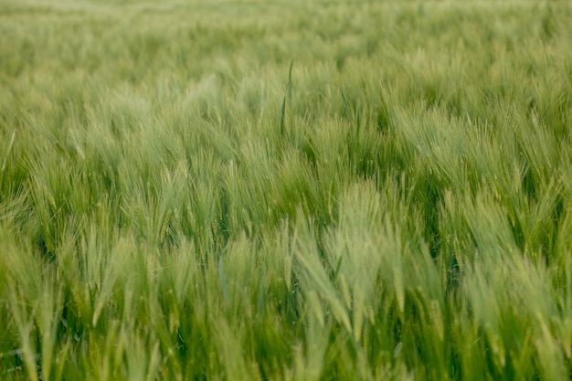 Groen Gerstveld op een zonnige dag