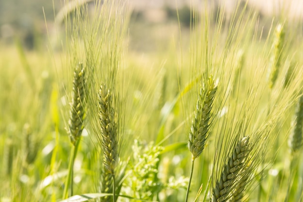 Groen graangewasveld Tarweplant die in de wind beweegt