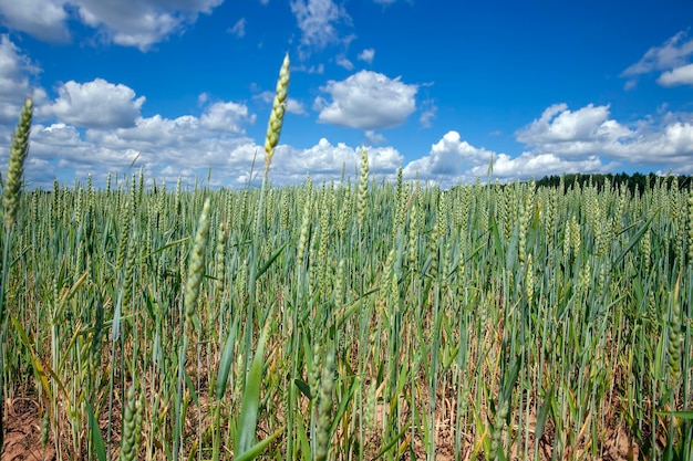 Groen graanveld met tarwe in de zomer