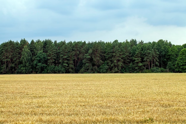 Groen graanveld met tarwe in de zomer