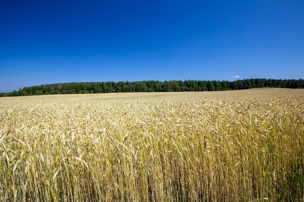 Groen graanveld met tarwe in de zomer