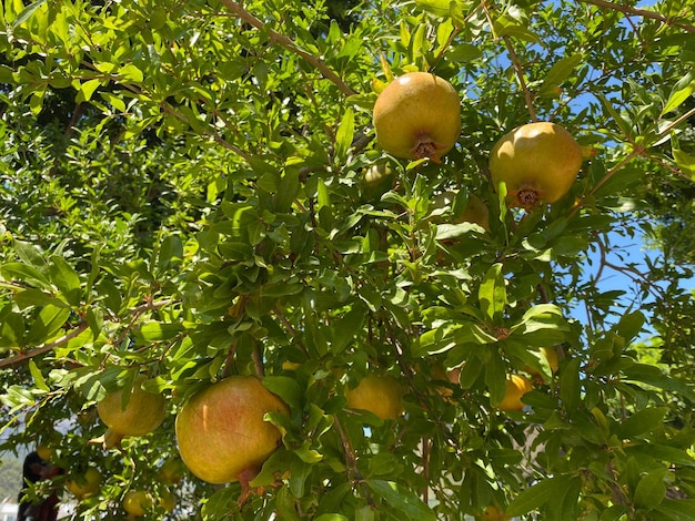 Groen granaatappelfruit op een boomtak close-up