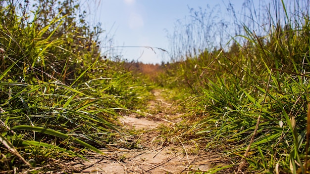 Groen gras aan de rand van een landweg. Sterke onscherpe achtergrond. Ruimte kopiëren.