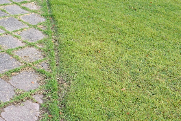 Groen gras achtergrond in het veld