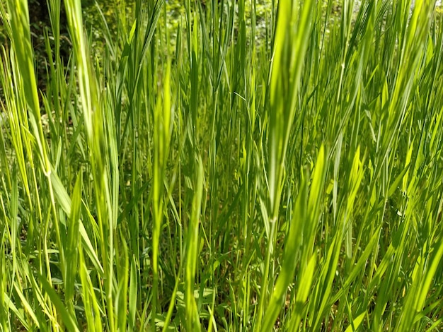 Groen gras achtergrond met zonnestraal tarweveld Winter gewassen gewassen gekiemde lente of zomer gedeeltelijk intreepupil horizontale foto