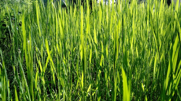 Foto groen gras achtergrond met zonnestraal tarweveld wintergewassen gewassen gekiemd lente