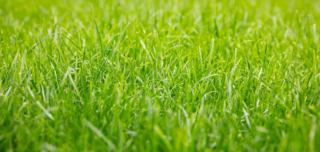 Groen gras achtergrond textuur zonnige lentedag close-up bekijken