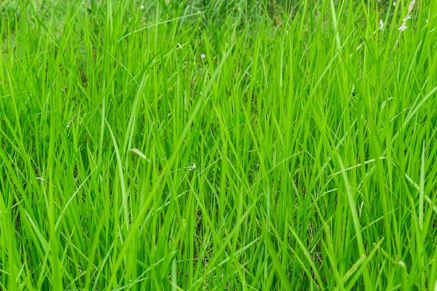 Groen gras achtergrond