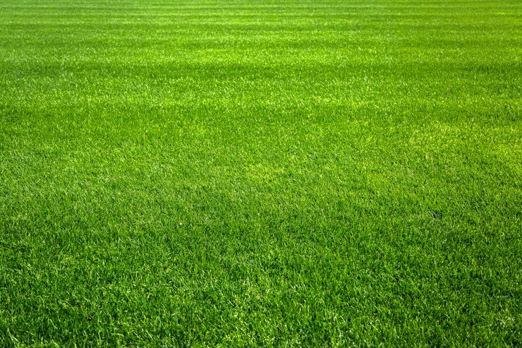 Foto groen gras achtergrond