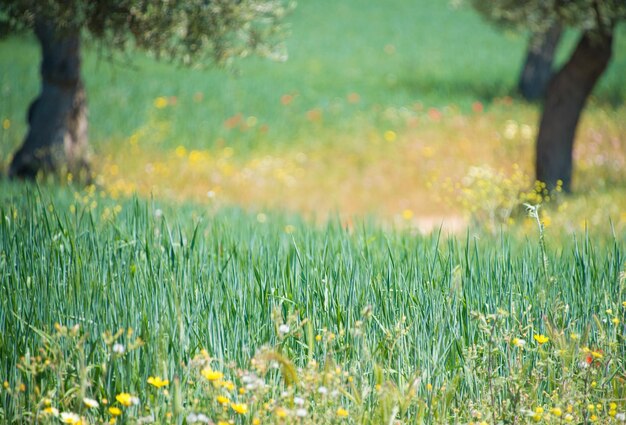 Groen gras achtergrond