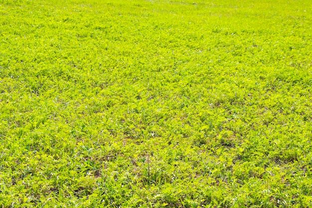 Foto groen gras achtergrondzonlicht en groene kleurenschaduwen en lichten