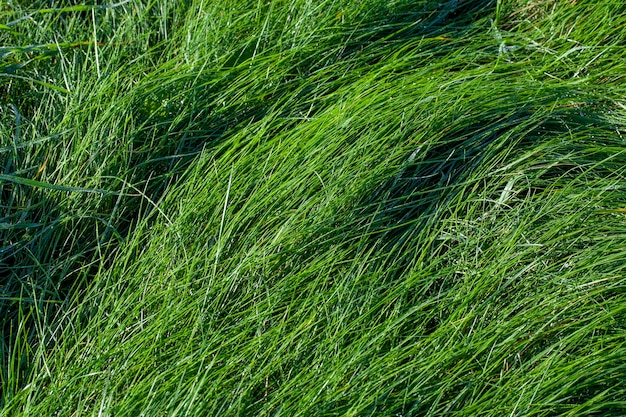 Groen gras bedekt met druppels water na regen