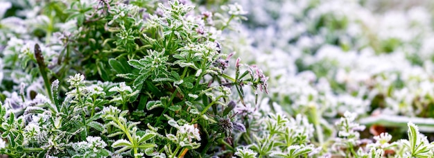 Groen gras bedekt met vorst en sneeuw in de vroege winter