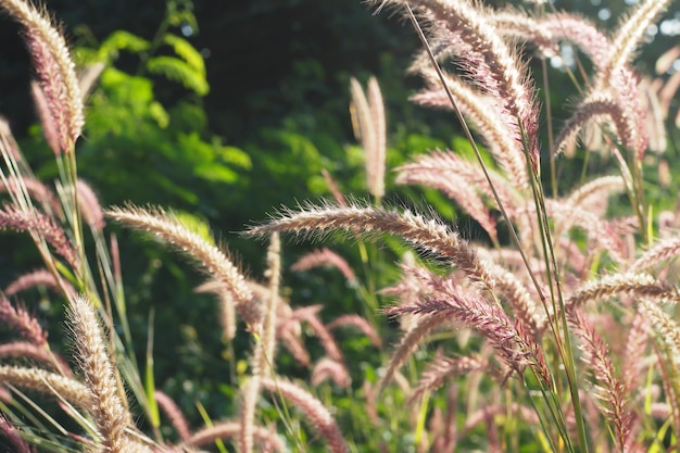 Groen gras bloem natuur met zonsondergang wazig achtergrond