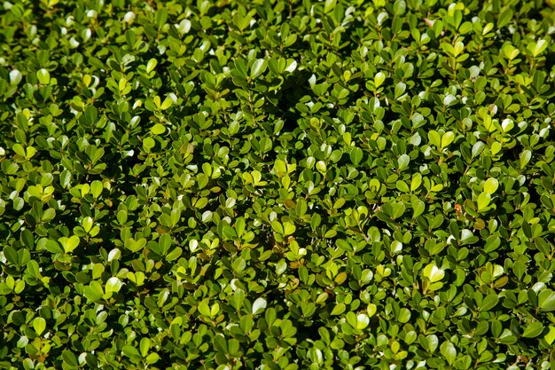 groen gras bovenaanzicht