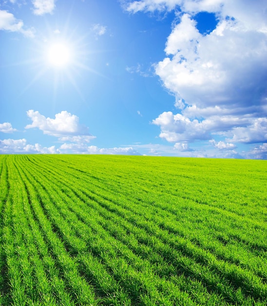 Groen gras de blauwe lucht en witte wolken