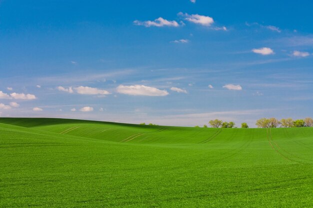 Groen gras en blauwe achtergrond