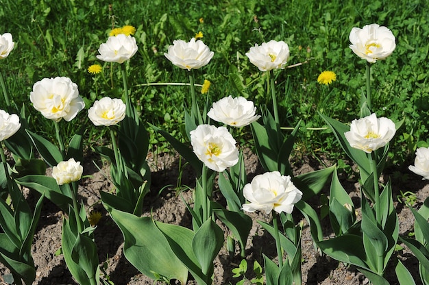 Groen gras en bloeiende witte tulpen