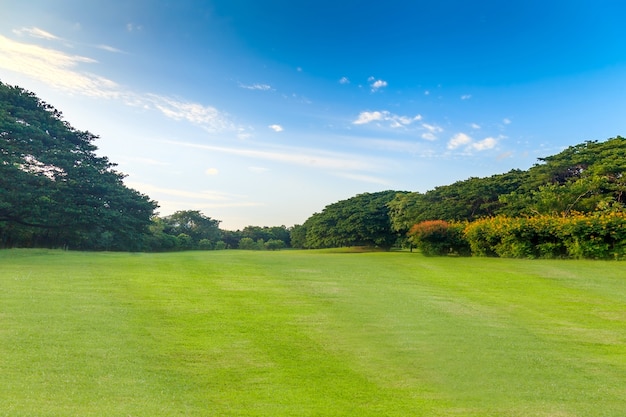 Groen gras en bomen in prachtig park onder de blauwe hemel