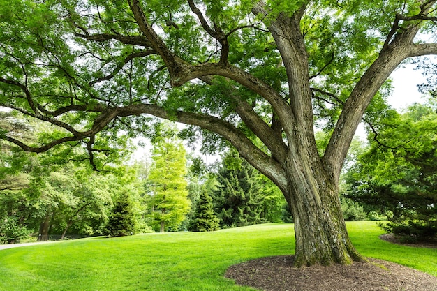 Groen gras en bomen op een weide.