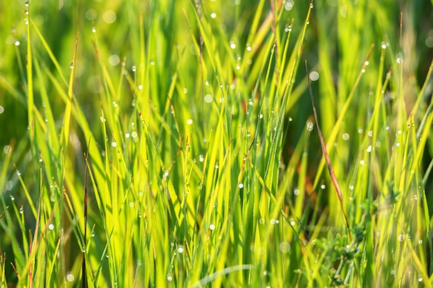 Groen gras en druppels ochtenddauw