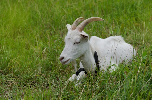 groen gras en geit