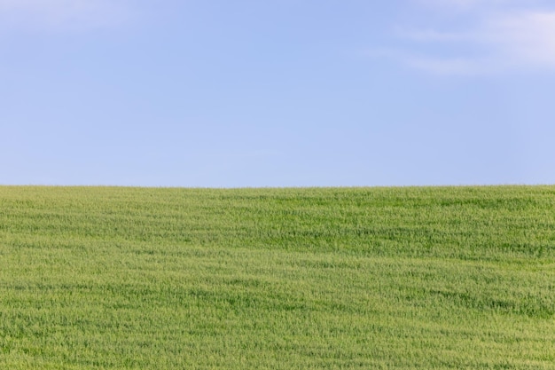 Groen gras en lichtblauwe lucht in de middaghitte van een Toscaanse zomer