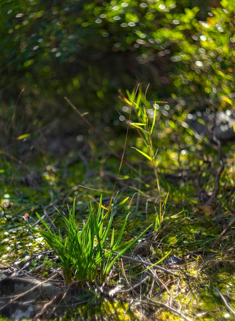 Groen gras en mos op rotsen in een bos in griekenland op een zonnige dag