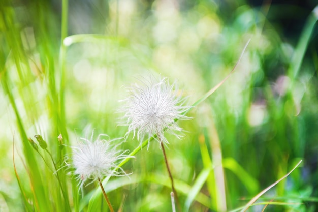 Groen gras en wilde planten in het bos. Macrobeeld, kleine scherptediepte