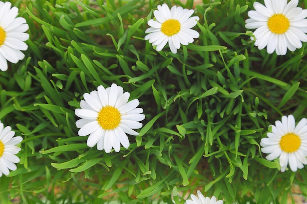 Groen gras en witte bloemen achtergrond