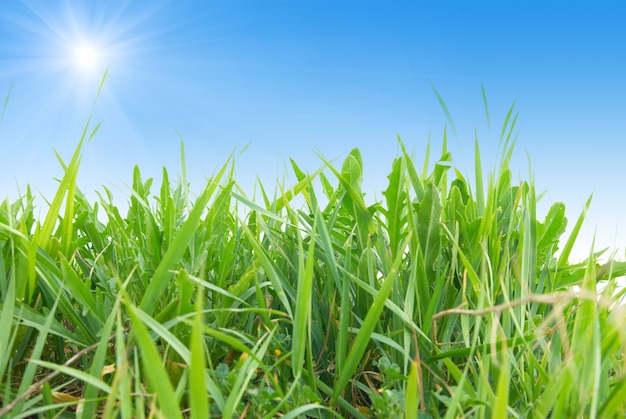 Groen gras geïsoleerd op de witte achtergrond