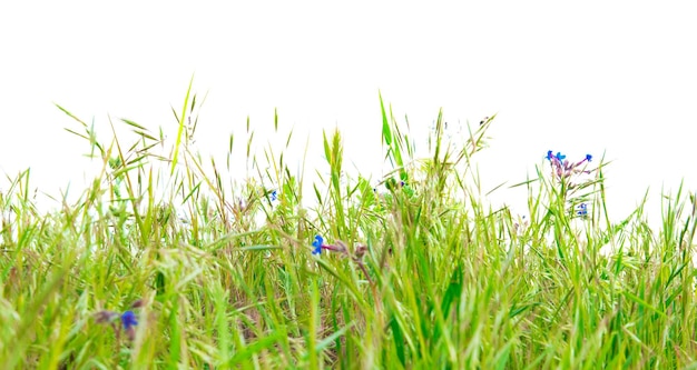 Groen gras geïsoleerd op de witte achtergrond